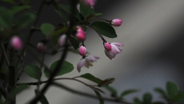 垂絲海棠
