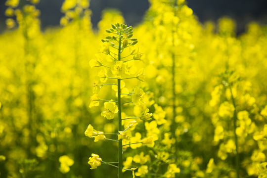 油菜花