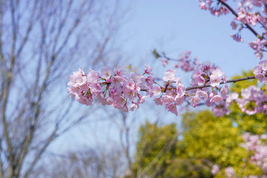 櫻花