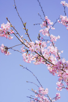 櫻花
