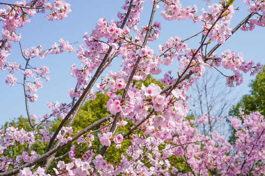 櫻花