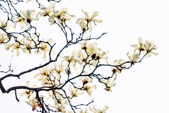 玉蘭花