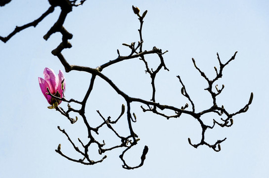 玉蘭花