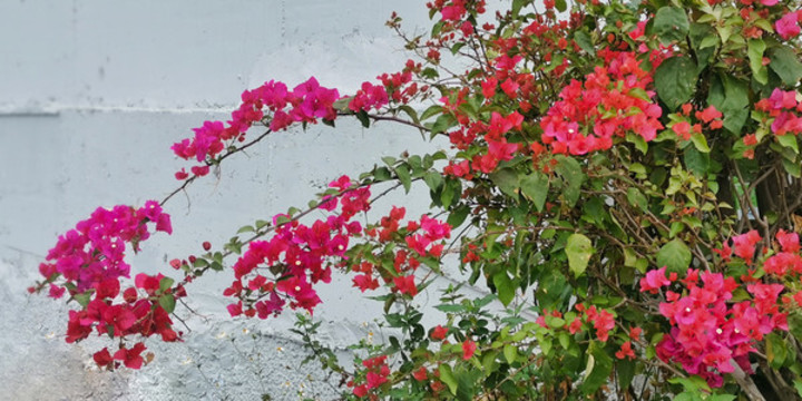 勒杜鵑花枝