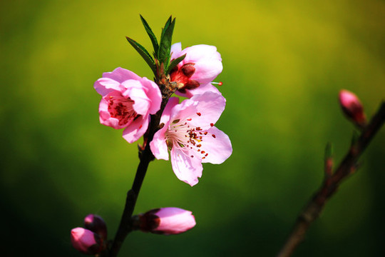 桃花