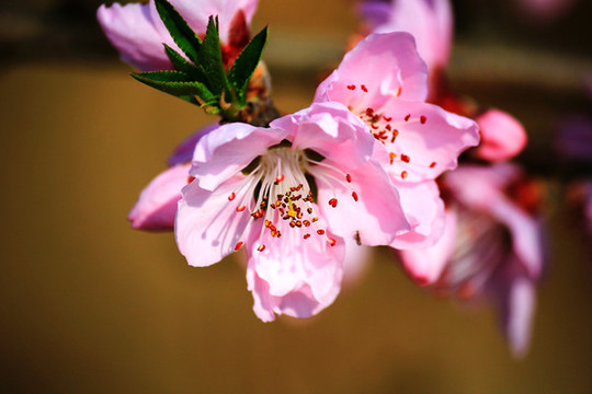 桃花
