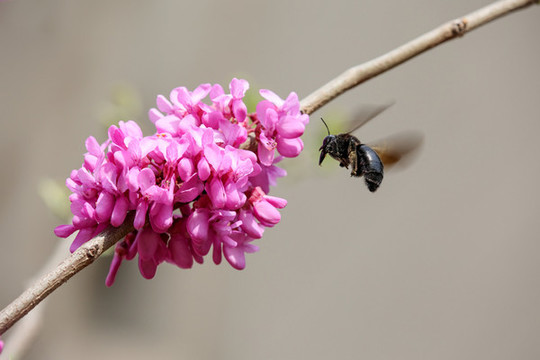長木蜂