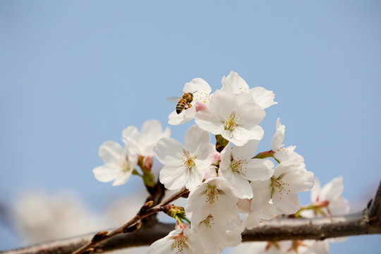 蜜蜂