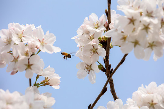 蜂戀花