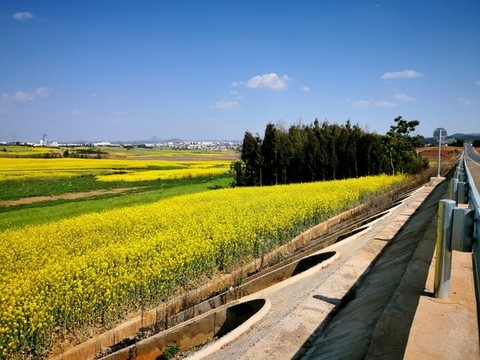 油菜花