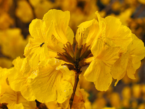 黃花風(fēng)鈴