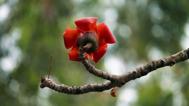 木棉花開