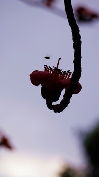 木棉花開