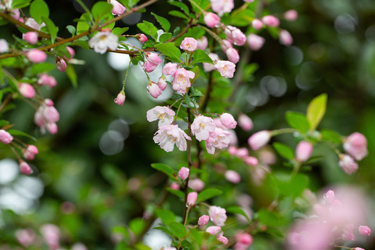 櫻花盛開(kāi)