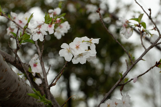 櫻花盛開