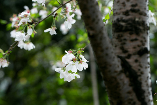 櫻花盛開(kāi)