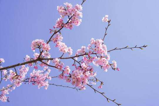 櫻花