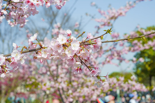 櫻花