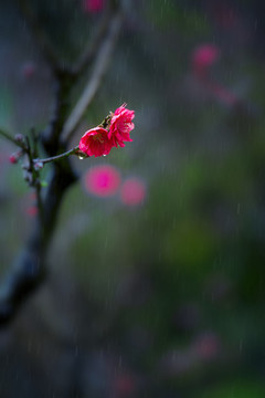 桃花雨