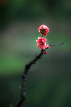 桃花雨