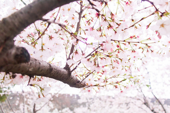 春天户外粉色樱花树枝花朵特写