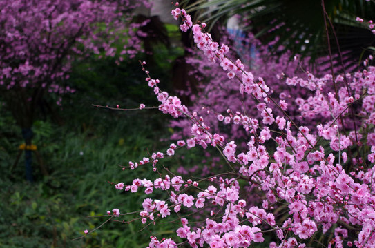 桃花