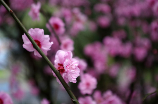 桃花
