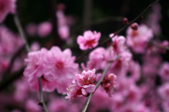 桃花