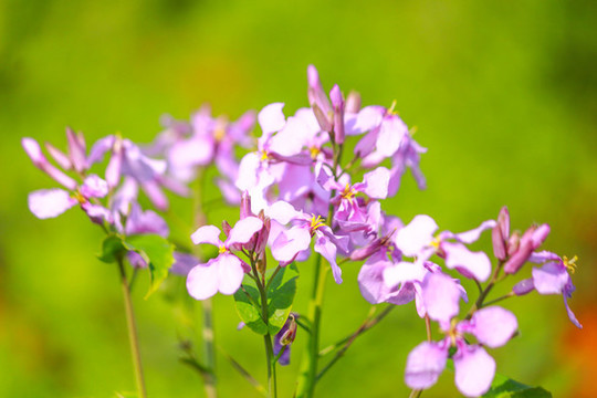 紫色油菜花