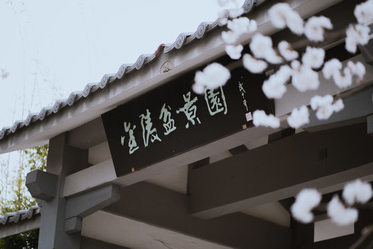 園林白櫻花