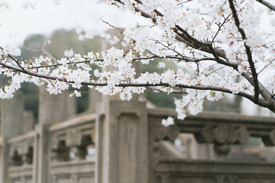 唯美櫻花