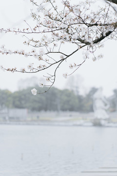 櫻花樹枝