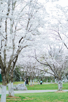 白櫻花