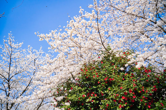 櫻花林