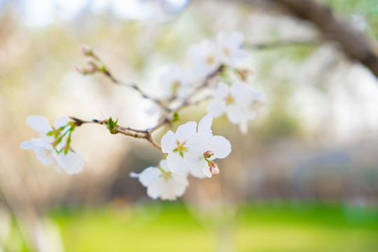 特寫(xiě)櫻花