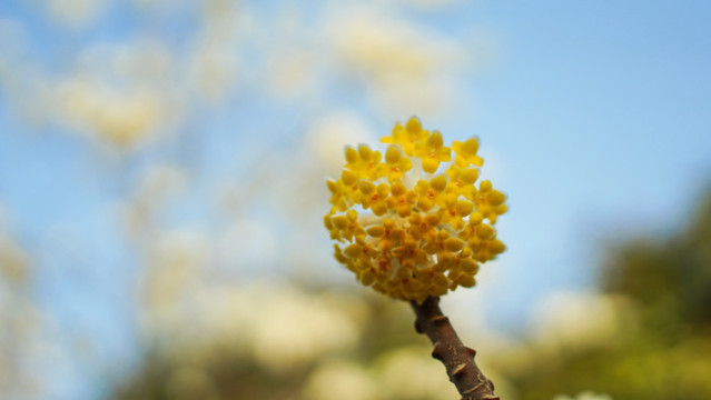結(jié)香喜花