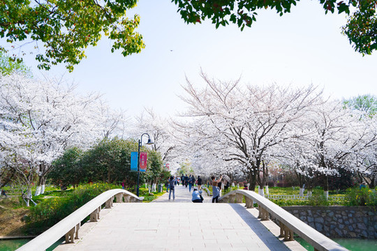 櫻花公園石橋