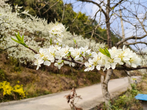 李花