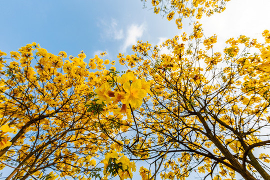 黃花風(fēng)鈴