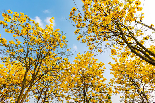 黃花風鈴