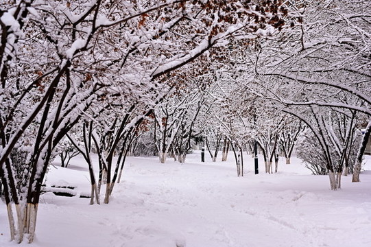 初春雪景