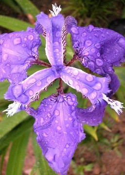 鳶尾花