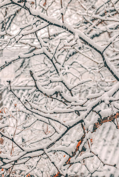 北京雪景