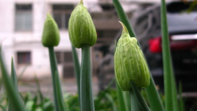 蔥花