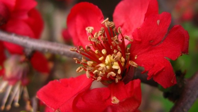 木瓜