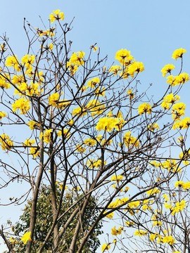 網(wǎng)紅黃花