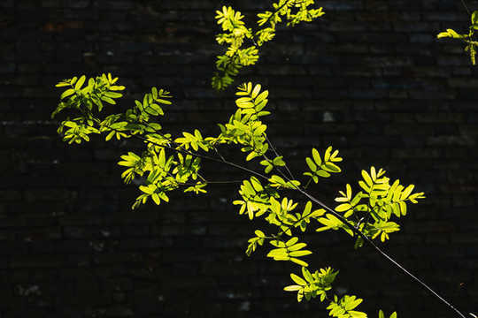 春天戶(hù)外綠色植物陽(yáng)光下的樹(shù)葉