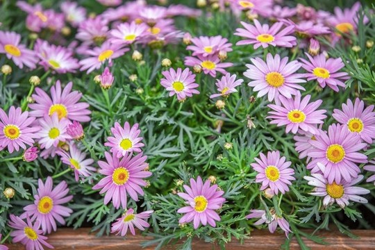 木茼蒿