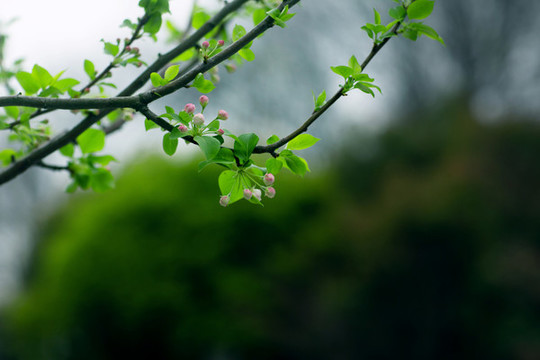 櫻花