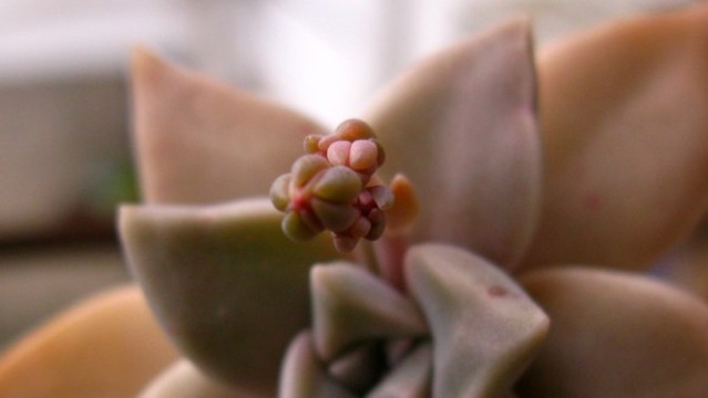朧月